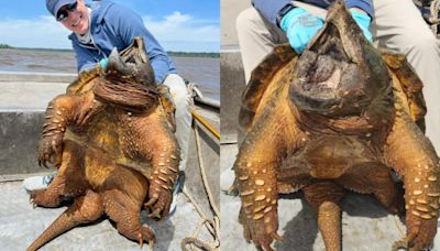水中怪物！美國男釣到90公斤巨大鱷龜 網驚：根本庫巴大魔王