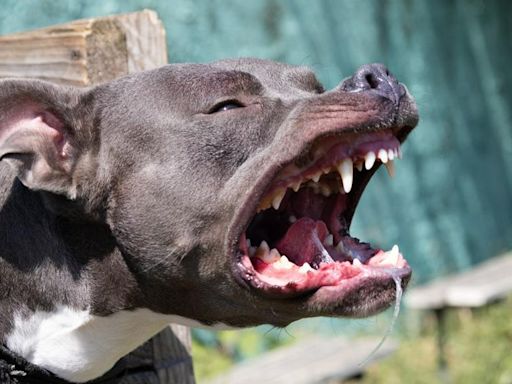 Abuelo de 93 años murió luego de ser atacado por su mascota (pitbull) en La Guajira