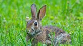 Chinese Year of the Rabbit brings many questions | ECOVIEWS