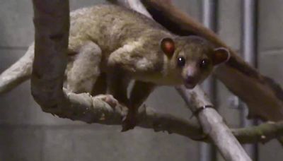 Rescued kinkajou from Yakima rest stop now at Point Defiance Zoo