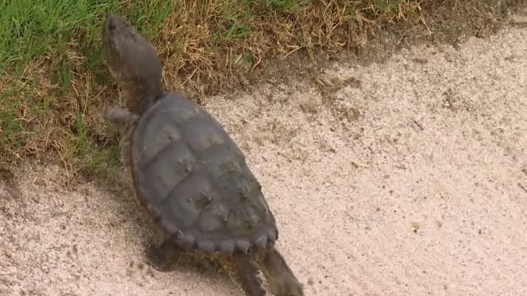 This turtle shows resilience to climb out of the bunker - Stream the Video - Watch ESPN