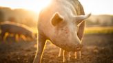 Moment Pigs Step Outside After Living on Concrete Floors Is So Beautiful