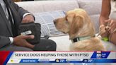 Service dogs helping those with PTSD