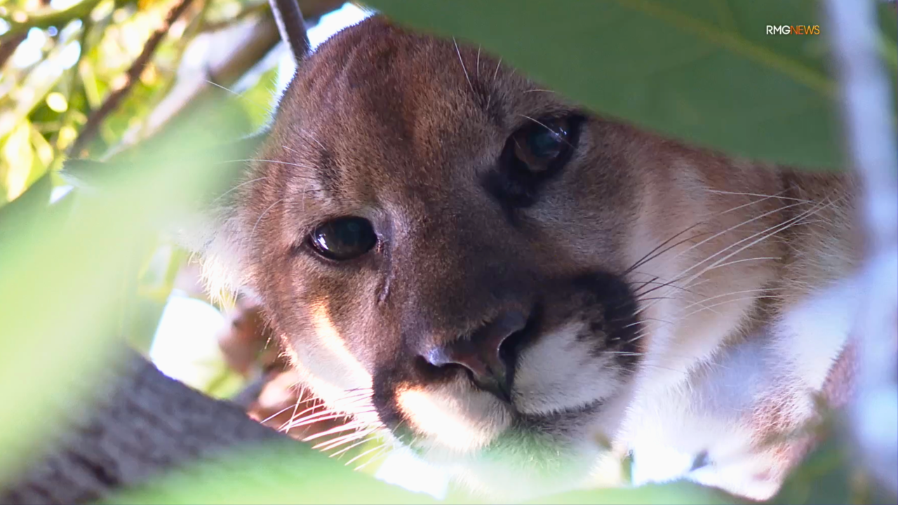 Los Angeles woman comes face-to-face with mountain lion