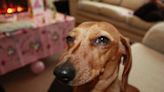 "Hangry" dachshund demanding early dinner has internet in stitches