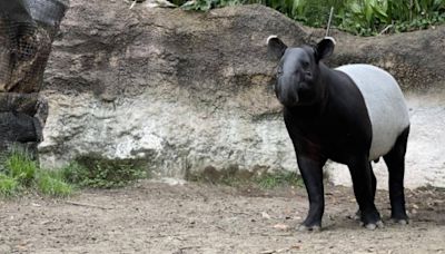 圖多／馬來貘「Hideo英雄」抵台猝逝 動物園公布解剖報告