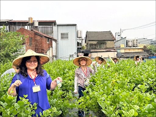 花壇有機茉莉花田 今年達5公頃