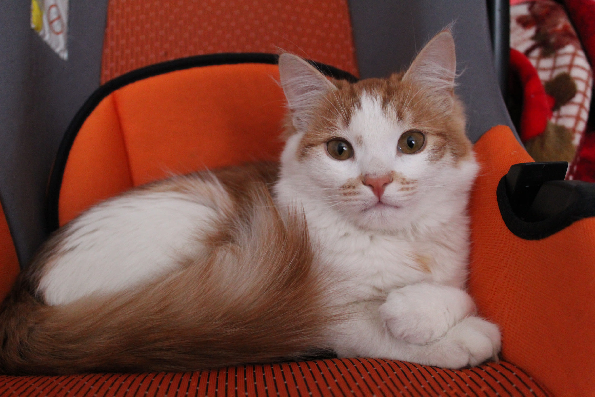 Cat finds baby car seat, makes its very own "Game of Thrones"