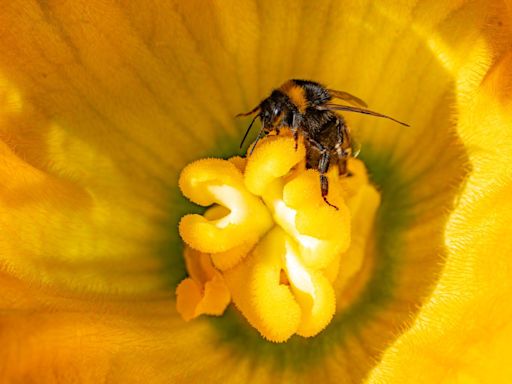 Londoners asked to count the number of city's pollinating insects