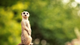 Wildlife Park Creates a Super Mario Bros. Game for Meerkats and It’s an Instant Hit