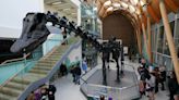 Dippy the diplodocus: 85ft dinosaur skeleton assembled at Coventry museum