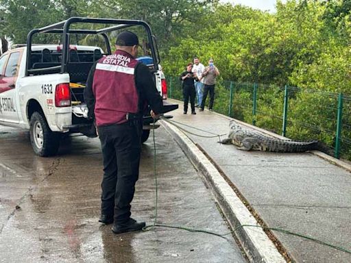 Autoridades capturan a cocodrilo que fue grabado en video sobre avenida de Tampico