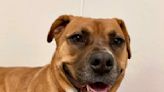 Foggy is this week's Featured Furry Friend from the Cleveland APL! | Newsradio WTAM 1100 | Cleveland Pets