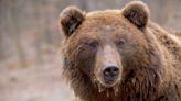 Bear cubs struggle to survive after ‘dangerous’ mother killed in Italy