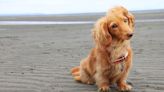 Tiny Dachshund Hops with Glee on His Very First Trip to the Beach