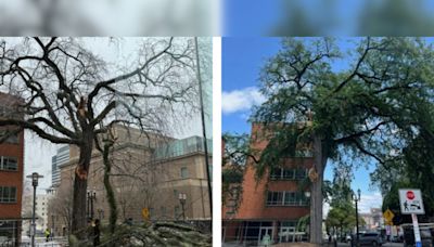 Portland Bids Farewell to Historic Heritage Tree #1 Amid Safety Concerns