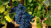 Tempranillo: A Guide to the Basics