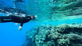 Australia's Great Barrier Reef suffers most severe coral bleaching ever recorded