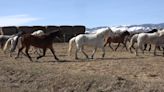 New study shows fertility control as viable alternative for wild horse management