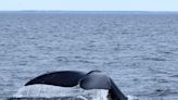 Whale rescue teams hoping to disentangle right whale in St. Lawrence Estuary