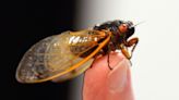 Cicada emergence creates some fine dining options