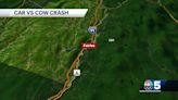 Woman strikes cow on Vermont interstate
