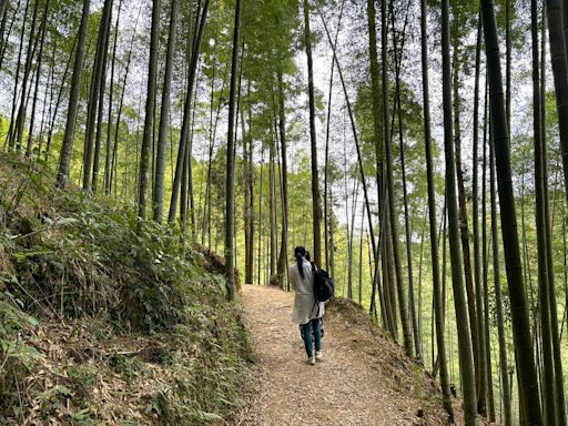 雲林首座森林療癒基地 石壁竹創森園區2024竹博覽會開展