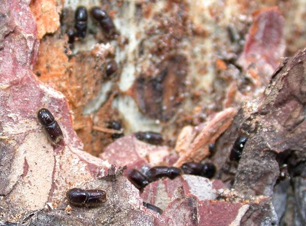 Bark beetle attack prompts Louisiana lawmakers to convene emergency panel