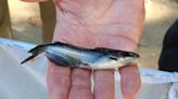 Tiny blue catfish, able to grow near 100 pounds, were reintroduced to the Ohio River in PA