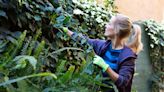 Gardeners share only solution for ivy plants to permanently die and never return