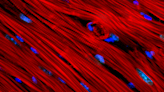 Mechanical forces in a beating heart affect its cells' DNA, with implications for development and disease