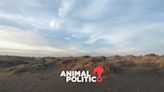 “Necesitamos conservar las dunas si queremos mantener la calidad de vida”: la lucha por la conservación en La Paz, Baja California Sur