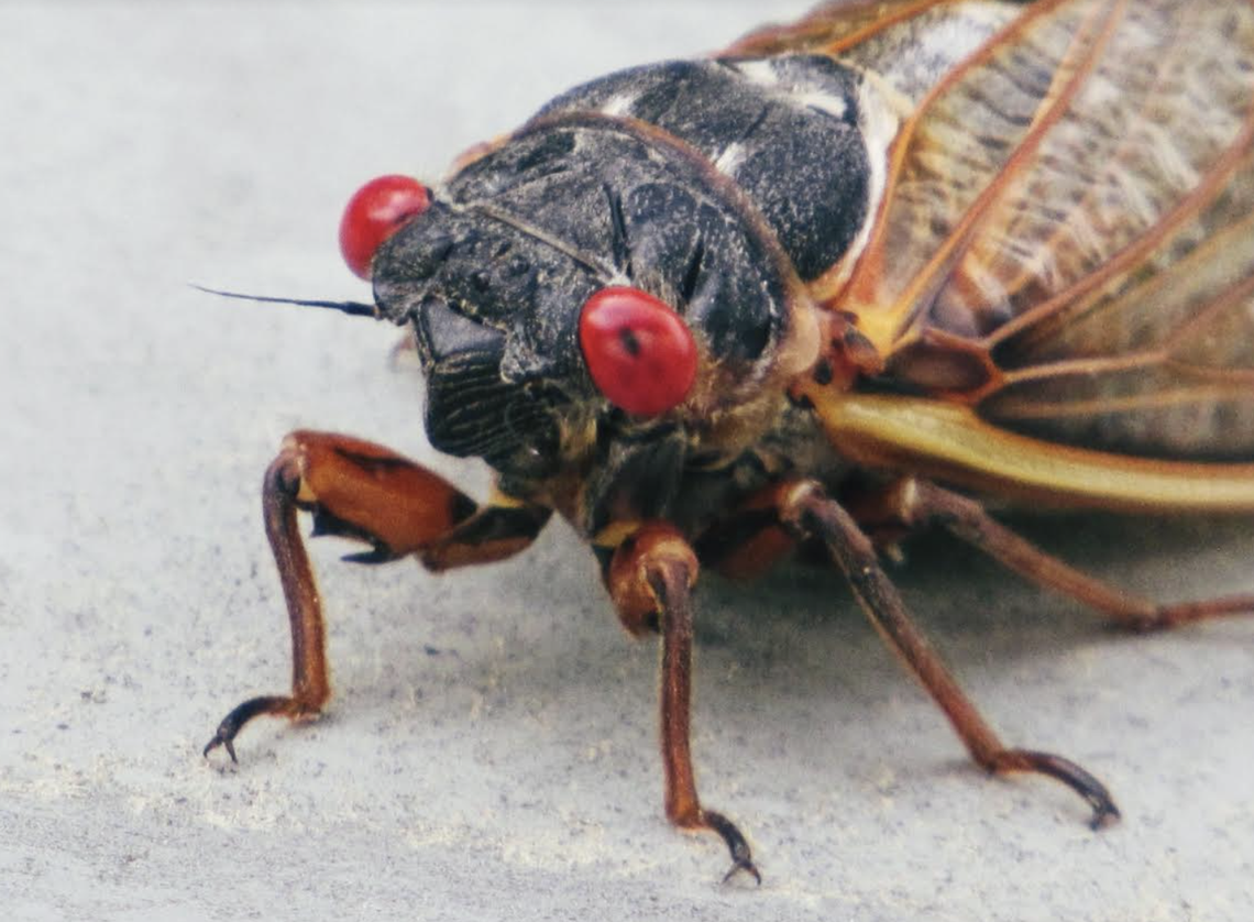 Is it safe for dogs & cats to eat cicadas? What to know as the insects emerge in NC