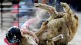 Letters to the Editor: Rodeos terrorize animals. You don't have to be a 'Marxist' to see that