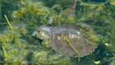 Northern map turtles survive cold winter conditions by staying active under ice