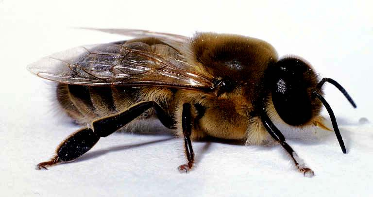 drone honey bee mating