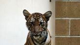 Jacksonville Zoo and Gardens said Mina the tiger cub healing from bone infection