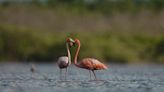 Florida's real flamingos: Pink treasures still being reported on state's west coast