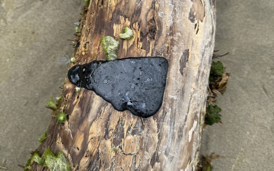 ‘Clumps’ of tar wash ashore on Oregon beaches. Don’t get near them, officials warn
