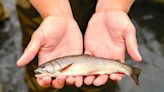 New viruses, including coronavirus, found in Wisconsin fish