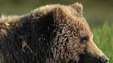 Northwest BC man lucky to be alive after grizzly attack: COS