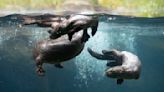 See the river otter pups at Woodland Park Zoo