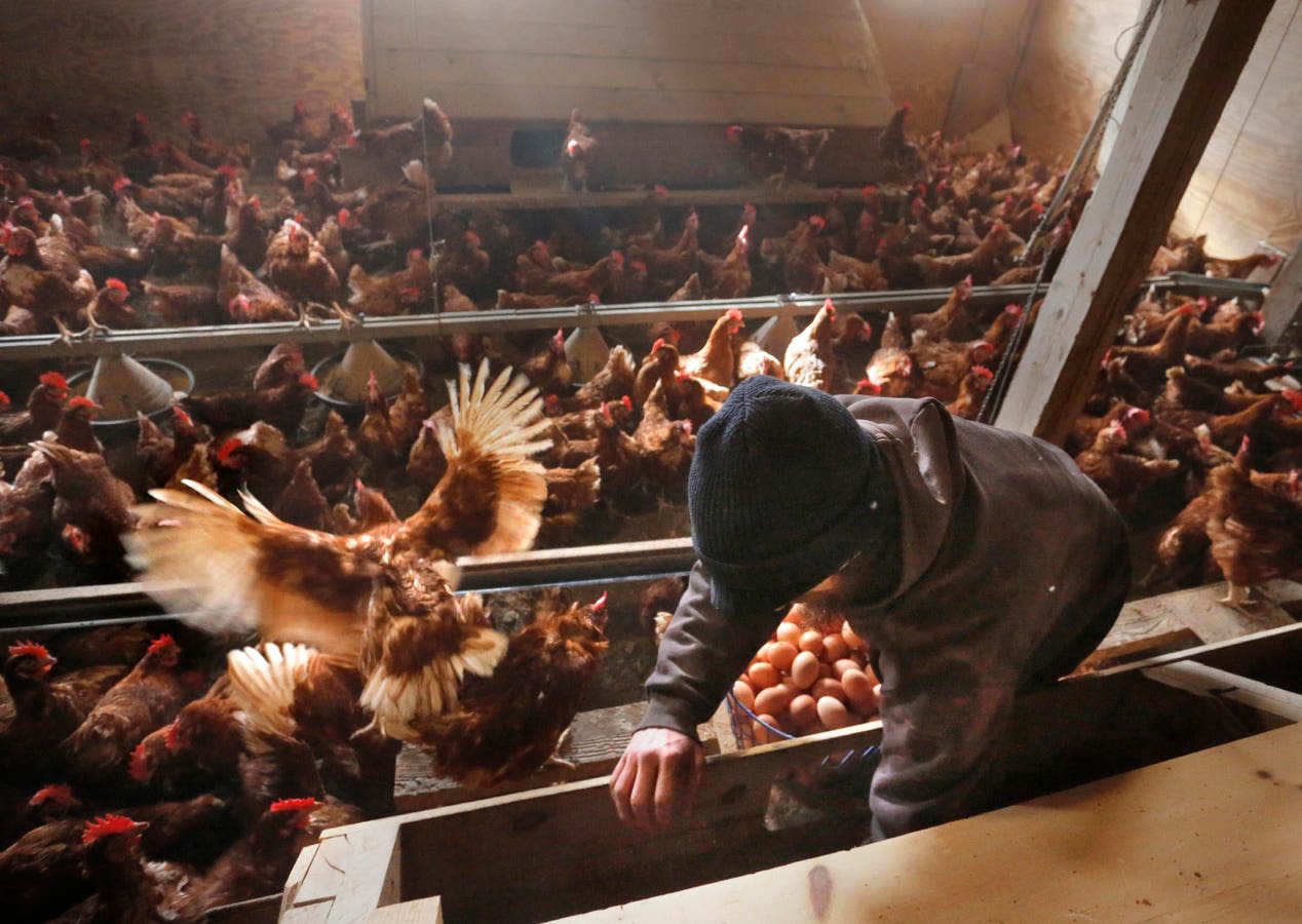 The 2024 Avian Flu: Origins, Impact, And The Global Response
