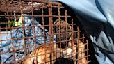 Dog Meat to Be Removed from the Menu in South Korea After Country Outlaws Centuries-Old Practice