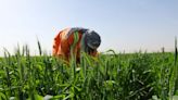 Los Emiratos Árabes Unidos cultivan el desierto en busca de la seguridad alimentaria