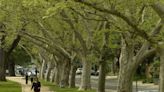 Which Sacramento spots have the most trees? Here’s how city plans to expand urban canopy