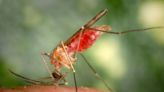 Expert sounds alarm as mosquito-borne diseases become a global phenomenon in a warmer, more populated world