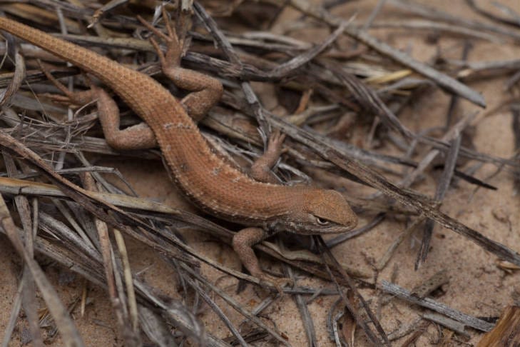 Dunes sagebrush lizard now an endangered species