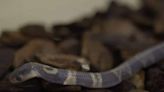 Filhote de serpente naja desaparece de laboratório do Instituto Butantan