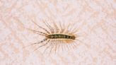 How to Get Rid of Centipedes—and Keep Them From Coming Back